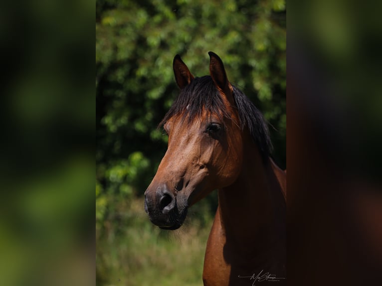 Holsteiner Stute 16 Jahre 165 cm Brauner in Osterrönfeld