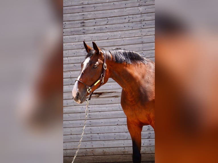 Holsteiner Stute 16 Jahre 165 cm Dunkelbrauner in Dietfurt an der Altm&#xFC;hl