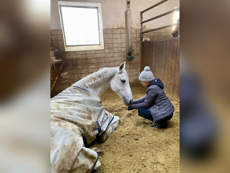 Holsteiner Stute 16 Jahre 165 cm Schimmel in Finsing