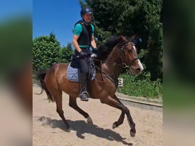 Holsteiner Stute 16 Jahre 165 cm Schimmel in Tutzing
