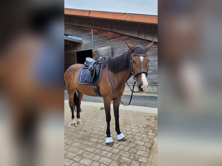 Holsteiner Stute 16 Jahre 165 cm Schimmel in Tutzing