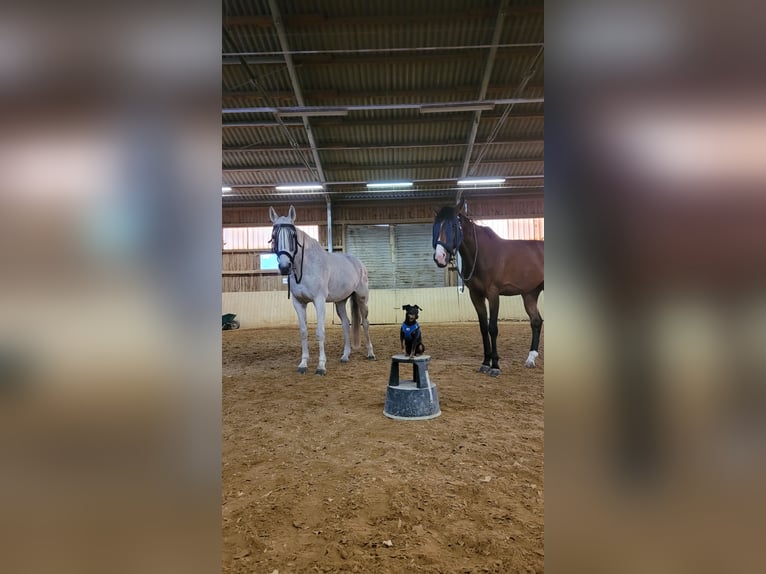 Holsteiner Stute 16 Jahre 165 cm Schimmel in Tutzing