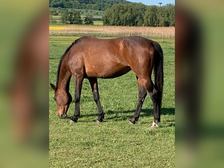 Holsteiner Stute 16 Jahre 167 cm Brauner in Gießen