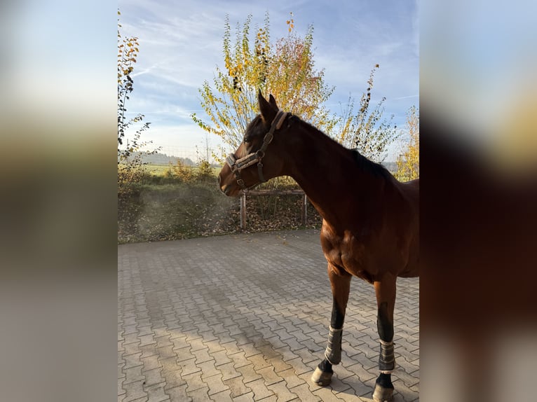 Holsteiner Stute 16 Jahre 168 cm Brauner in Schwabach