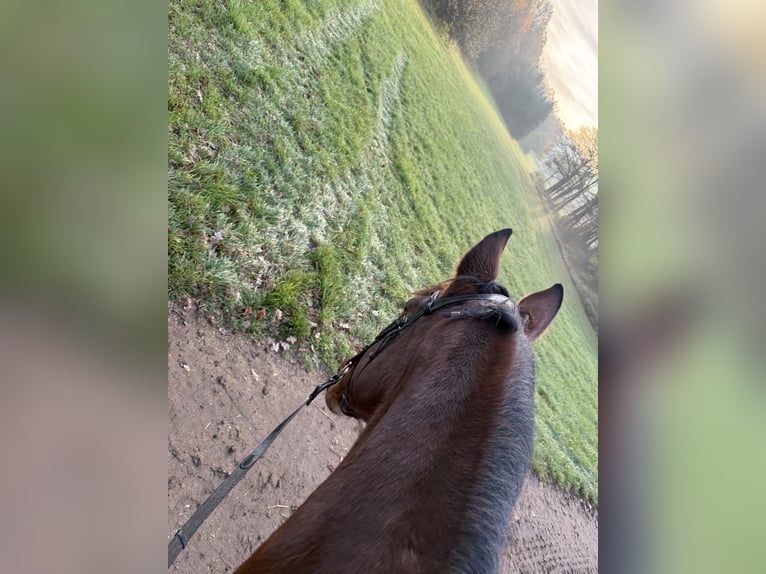 Holsteiner Stute 16 Jahre 168 cm Brauner in Schwabach