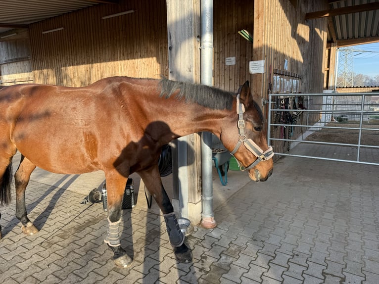Holsteiner Stute 16 Jahre 168 cm Brauner in Schwabach