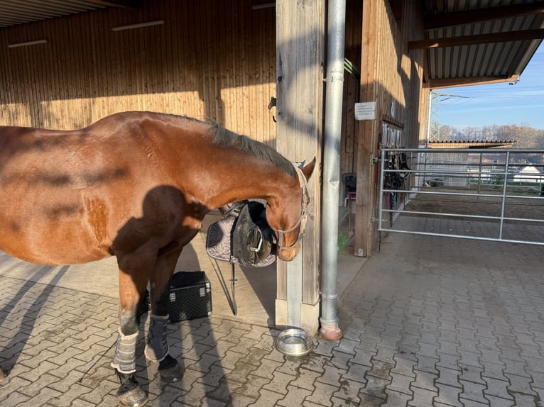 Holsteiner Stute 16 Jahre 168 cm Brauner in Schwabach
