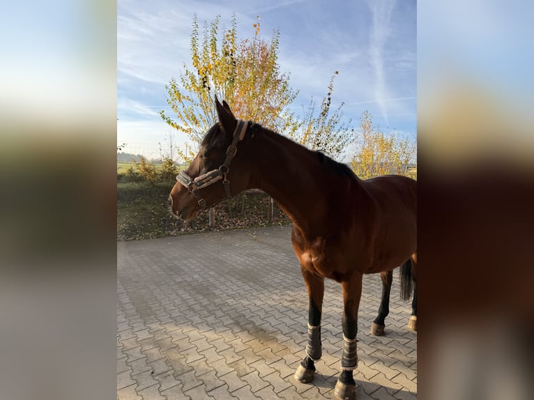 Holsteiner Stute 16 Jahre 168 cm Brauner in Schwabach