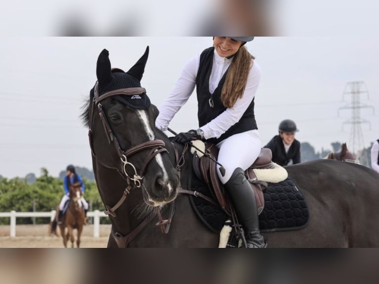 Holsteiner Stute 16 Jahre 168 cm Rappe in Barcelona