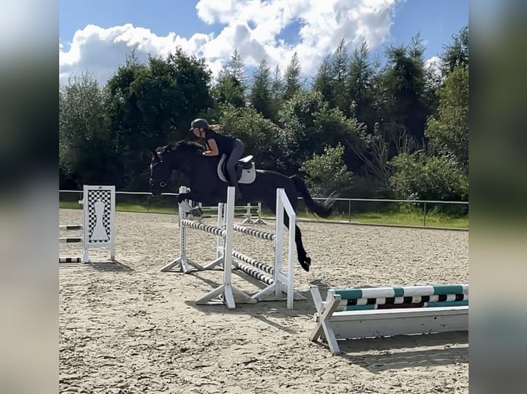 Holsteiner Stute 16 Jahre 168 cm in Meyn