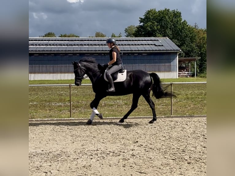 Holsteiner Stute 16 Jahre 168 cm in Meyn