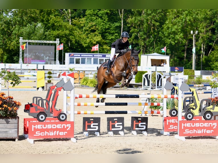 Holsteiner Stute 16 Jahre 169 cm Brauner in Bossut-Gottechain