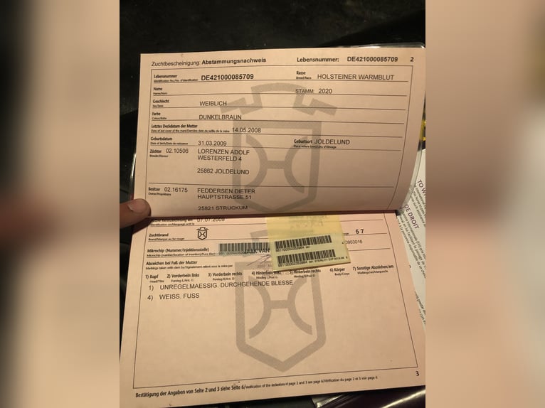 Holsteiner Stute 16 Jahre 169 cm in Bossut-Gottechain