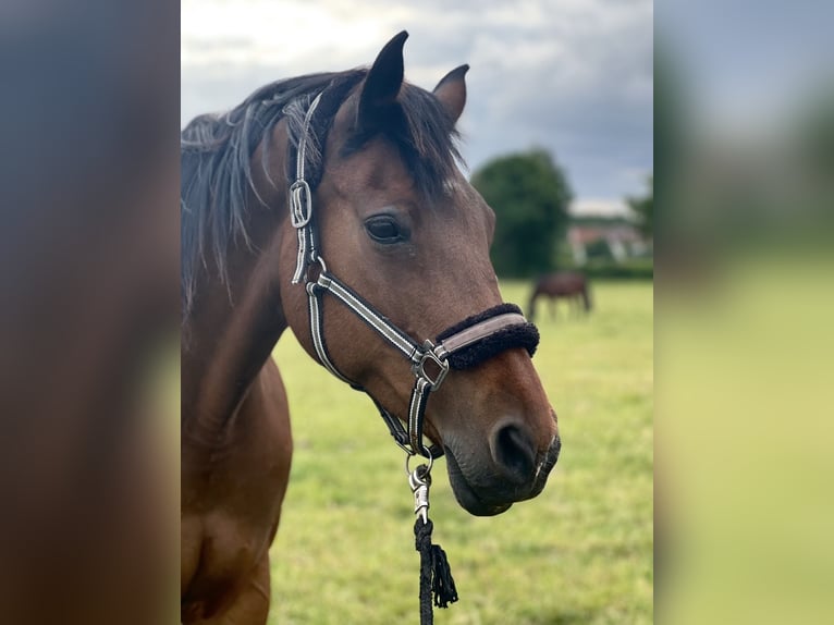 Holsteiner Stute 16 Jahre 170 cm Brauner in Köln