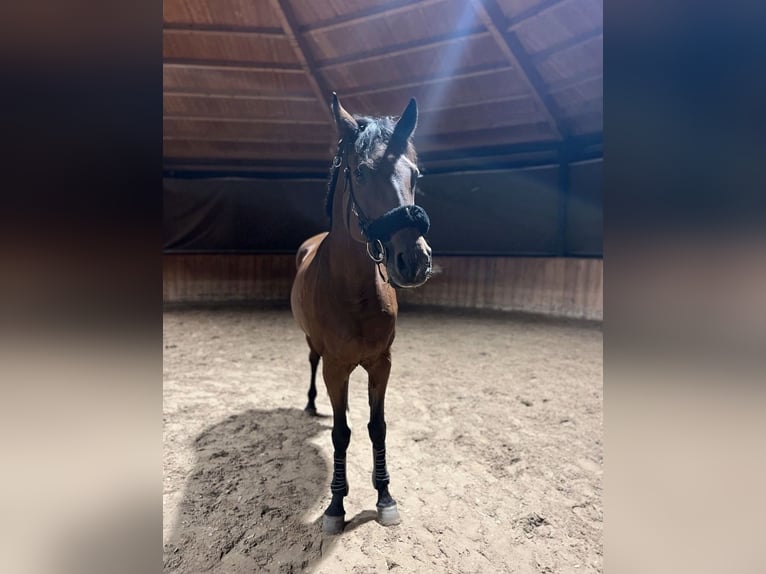 Holsteiner Stute 16 Jahre 170 cm Brauner in Köln