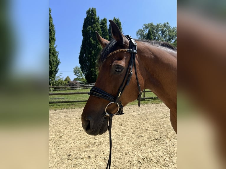 Holsteiner Stute 16 Jahre 170 cm Brauner in Köln