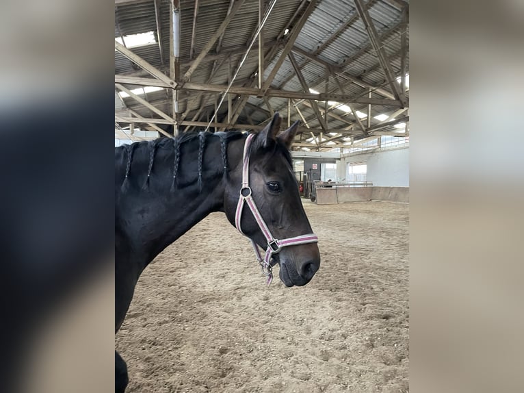 Holsteiner Stute 16 Jahre 170 cm in Forst