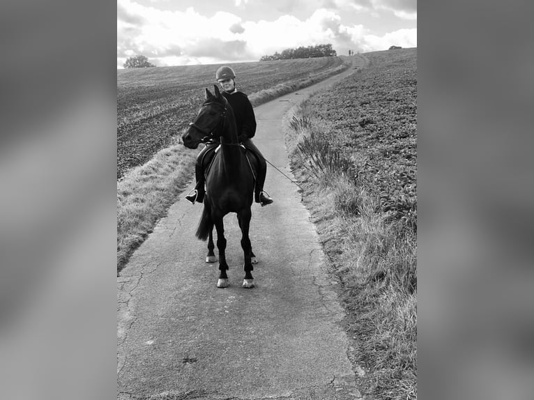 Holsteiner Stute 16 Jahre 170 cm in Forst