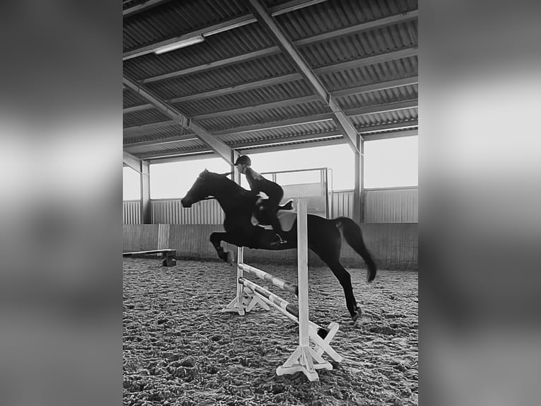 Holsteiner Stute 16 Jahre 170 cm in Forst