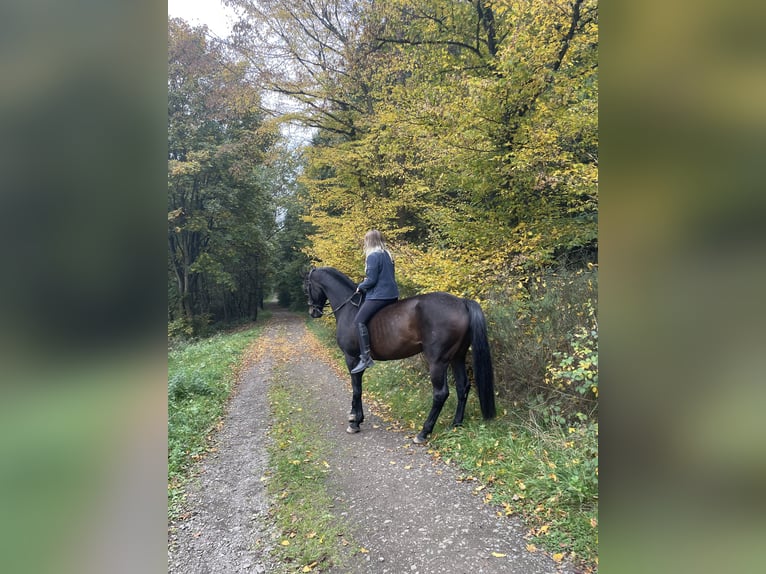 Holsteiner Stute 16 Jahre 170 cm in Forst