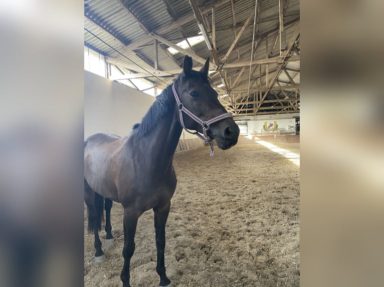 Holsteiner Stute 16 Jahre 170 cm in Forst