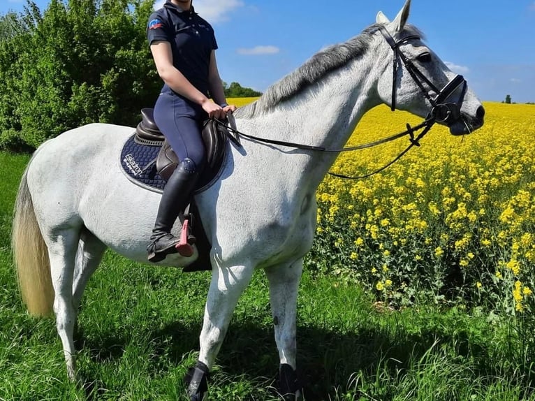 Holsteiner Stute 16 Jahre 171 cm in Ahrensb&#xF6;k