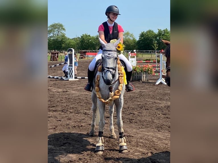 Holsteiner Stute 16 Jahre 171 cm in Ahrensb&#xF6;k
