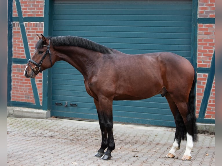 Holsteiner Stute 16 Jahre 172 cm Dunkelbrauner in Weddingstedt