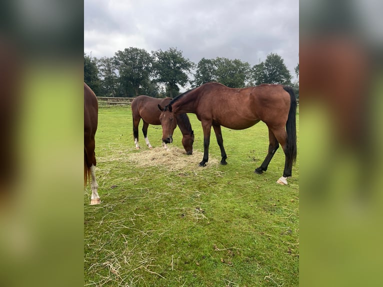 Holsteiner Stute 16 Jahre 174 cm Brauner in Klein Offenseth-Sparrieshoop