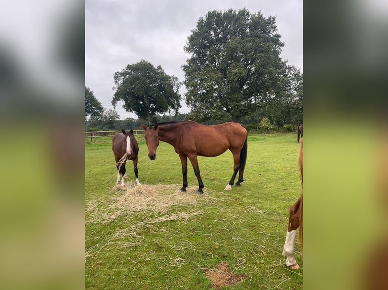 Holsteiner Stute 16 Jahre 174 cm Brauner in Klein Offenseth-Sparrieshoop