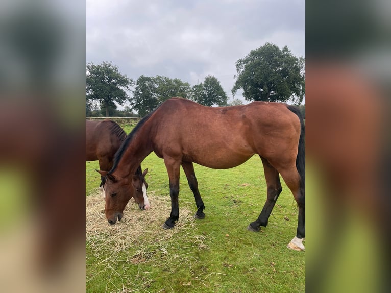 Holsteiner Stute 16 Jahre 174 cm Brauner in Klein Offenseth-Sparrieshoop