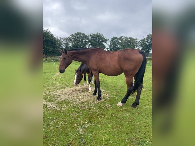 Holsteiner Stute 16 Jahre 174 cm Brauner in Klein Offenseth-Sparrieshoop