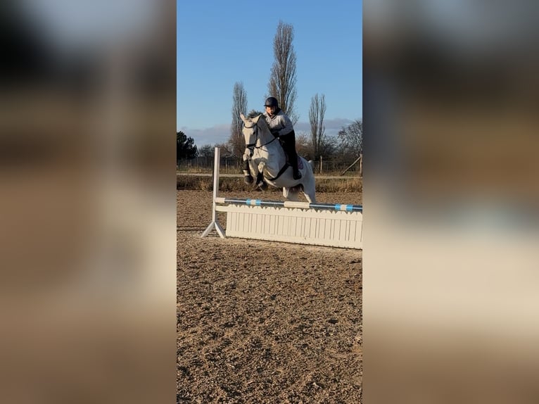 Holsteiner Stute 16 Jahre 178 cm Apfelschimmel in Berlin