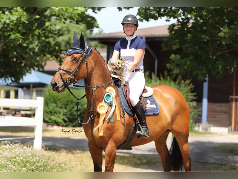 Holsteiner Stute 16 Jahre 178 cm Brauner in Seelow