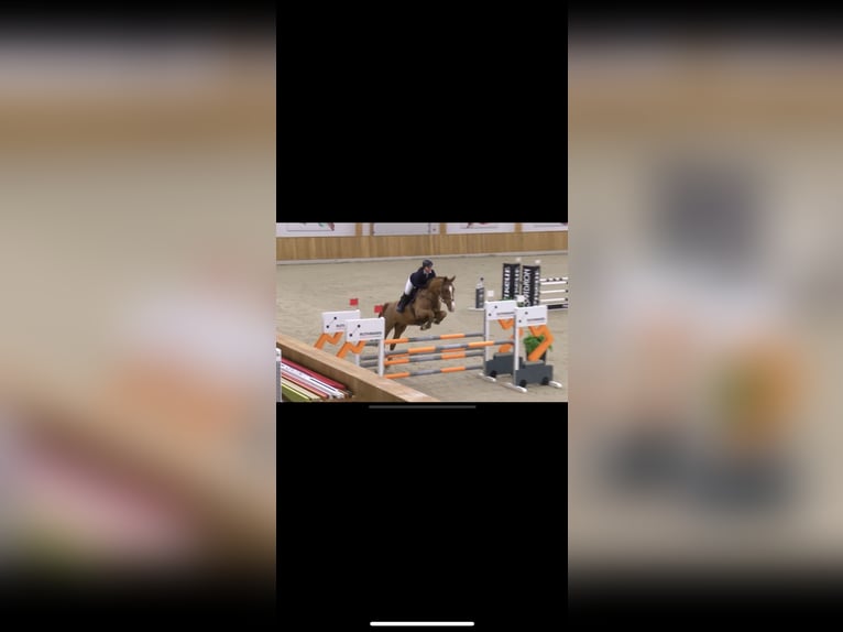 Holsteiner Stute 16 Jahre 180 cm Fuchs in Lathen