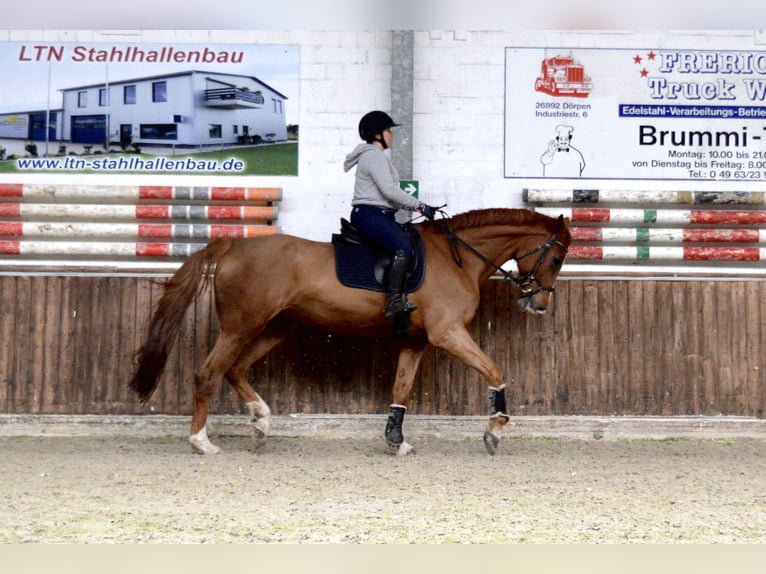 Holsteiner Stute 16 Jahre 180 cm Fuchs in Lathen