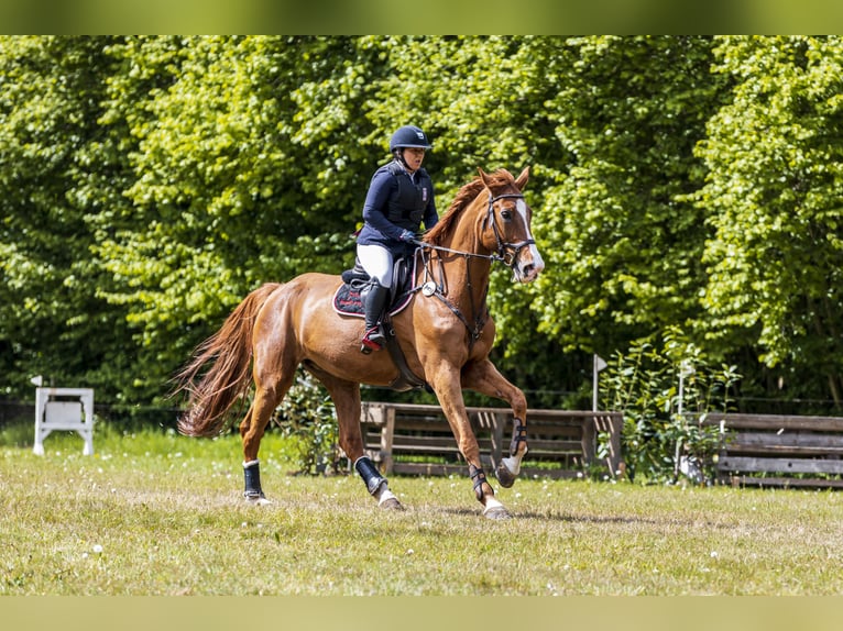 Holsteiner Stute 16 Jahre 180 cm Fuchs in Lathen