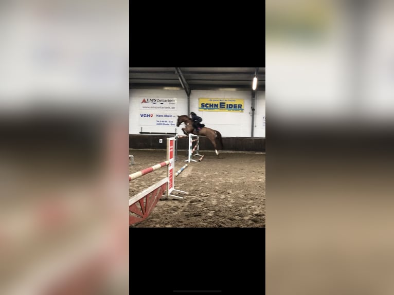 Holsteiner Stute 16 Jahre 180 cm Fuchs in Lathen
