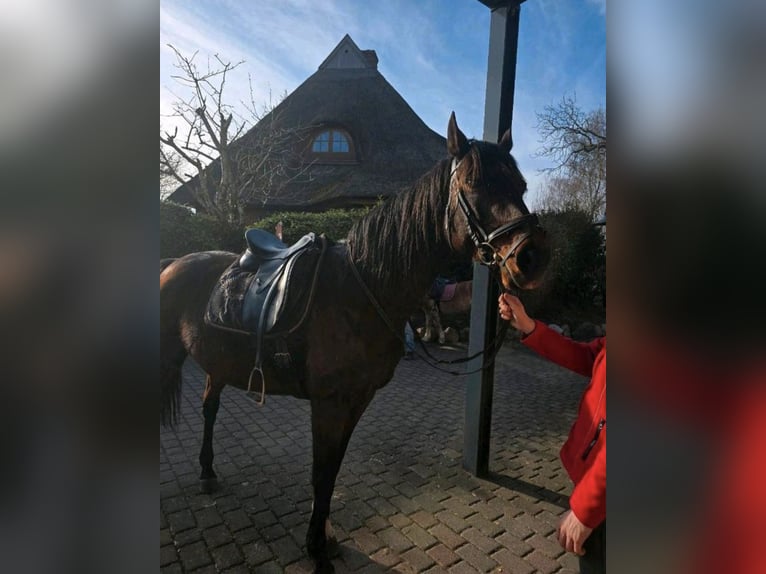 Holsteiner Stute 17 Jahre 165 cm Brauner in Fargau
