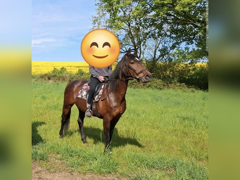 Holsteiner Stute 17 Jahre 165 cm Brauner in Fargau