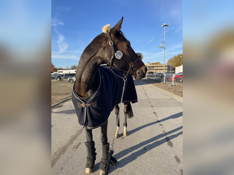 Holsteiner Stute 17 Jahre 165 cm Dunkelbrauner in Tangstedt