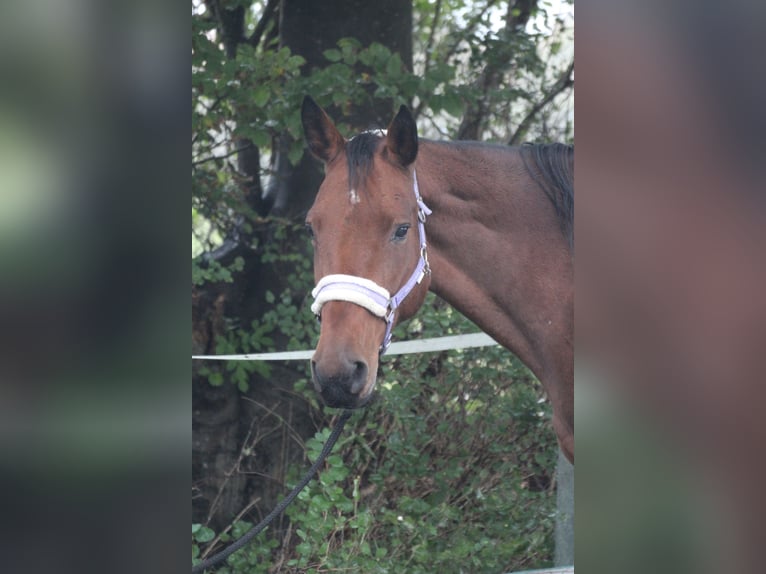 Holsteiner Stute 17 Jahre 168 cm Brauner in Neumünster