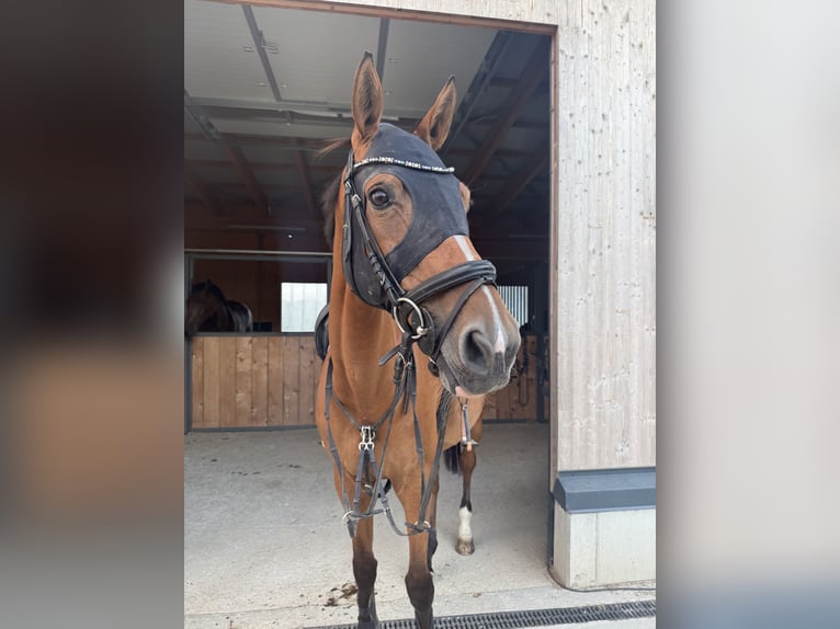 Holsteiner Stute 17 Jahre 170 cm Brauner in Wolfsberg