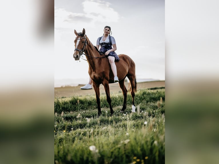 Holsteiner Stute 17 Jahre 170 cm Brauner in Wolfsberg