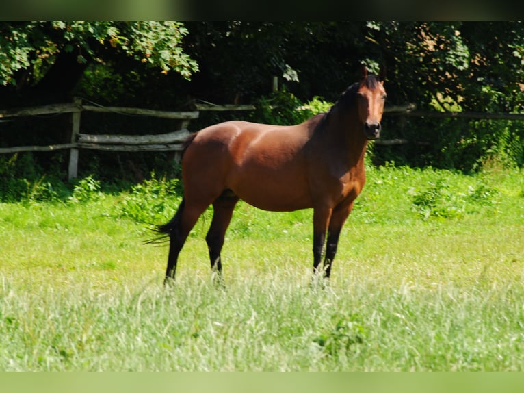 Holsteiner Stute 17 Jahre 170 cm Brauner in Neustadt in Holstein Holsteiner Stute 17 Jahre 170 cm Brauner in Neustadt in Holstein