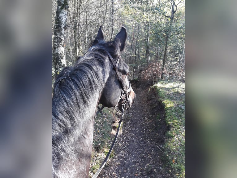 Holsteiner Stute 17 Jahre 170 cm Dunkelbrauner in Kamp-Lintfort
