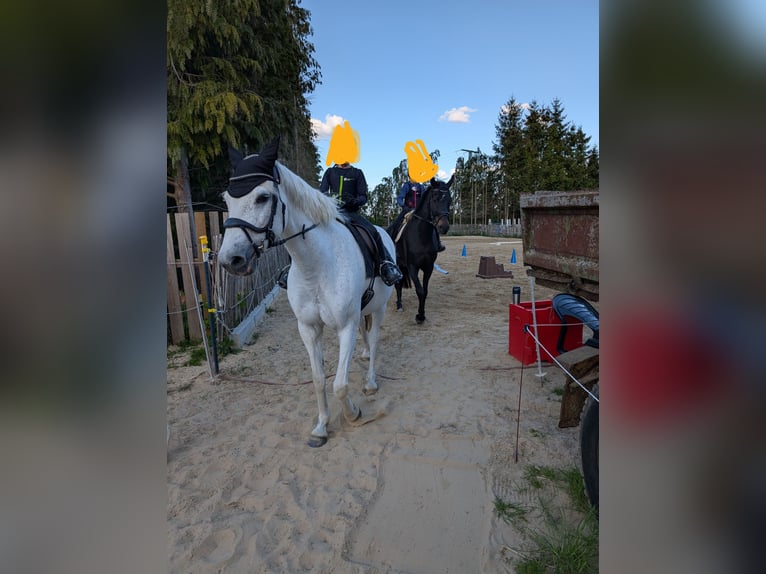 Holsteiner Stute 18 Jahre 160 cm Apfelschimmel in Warnow