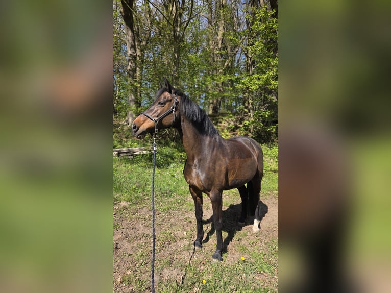 Holsteiner Stute 18 Jahre 160 cm Brauner in Kleve
