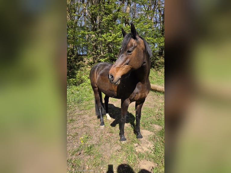 Holsteiner Stute 18 Jahre 160 cm Brauner in Kleve