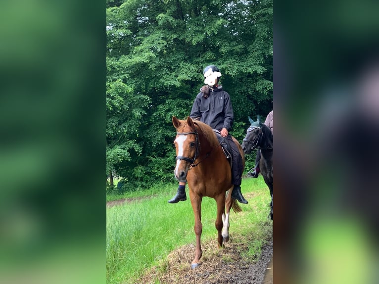 Holsteiner Stute 18 Jahre 162 cm Fuchs in Gudensberg